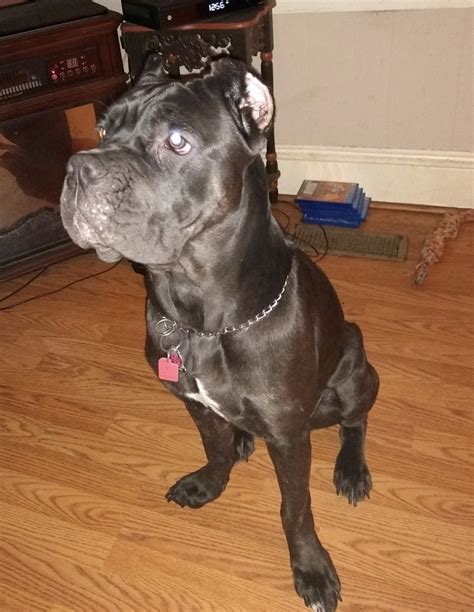 Cane corso for sale tn. Things To Know About Cane corso for sale tn. 